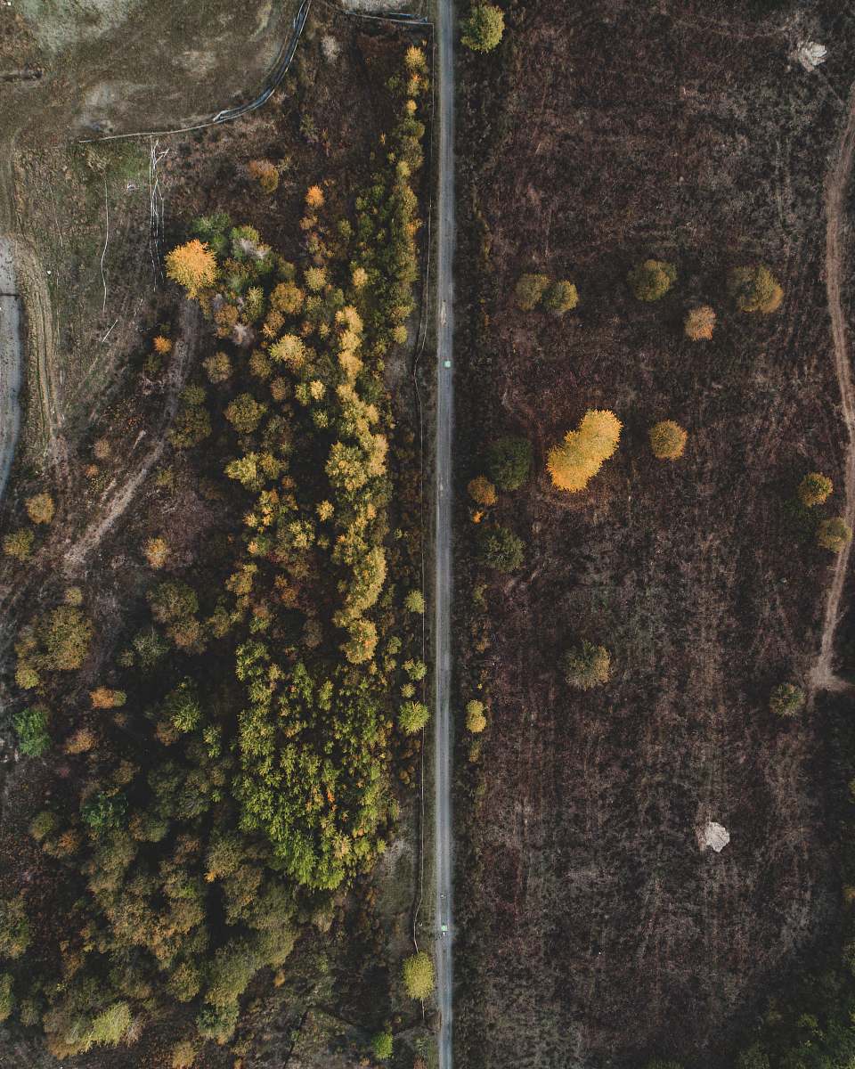 lacey aerial photo of green leaf tree beside raod algae